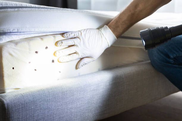 Best Termite Control Services  in Medina, MN