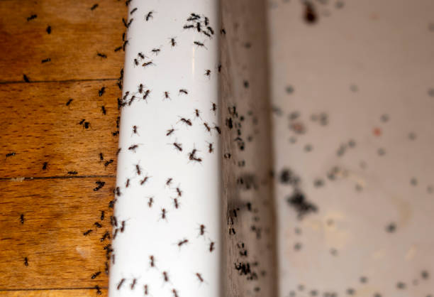 Best Wasp Removal Services  in Medina, MN